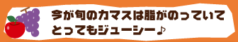 今が旬のカマスは脂がのっていてとってもジューシー