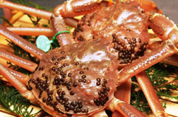 活松葉ズワイガニ ボイル 【送料無料】
