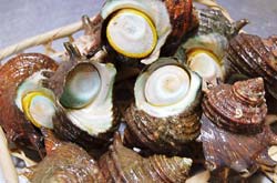 下田産　サザエ